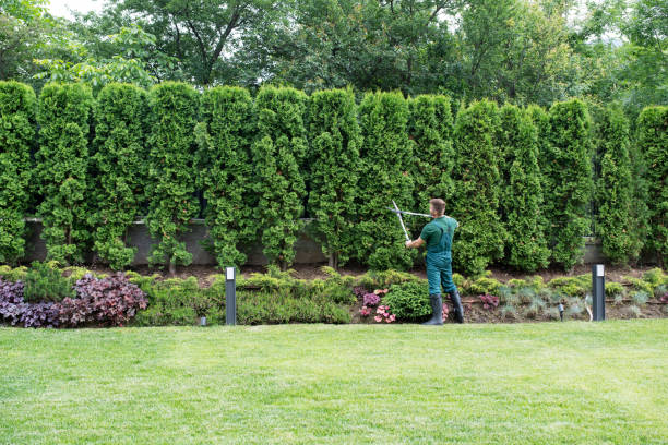 Best Tree Cabling and Bracing  in Westminster, CA