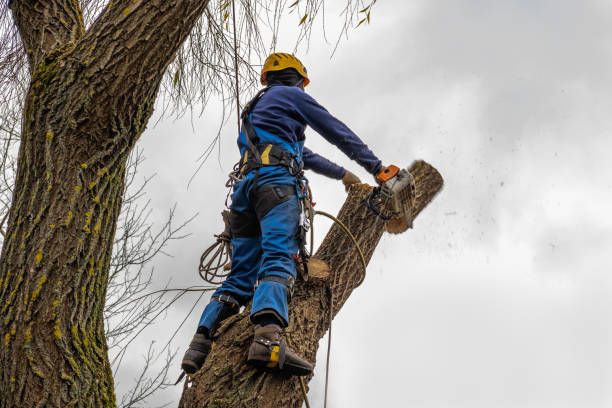 Tree and Shrub Care in Westminster, CA