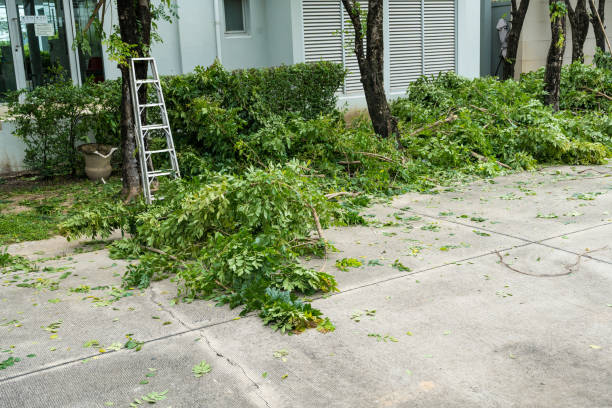 Best Leaf Removal  in Westminster, CA