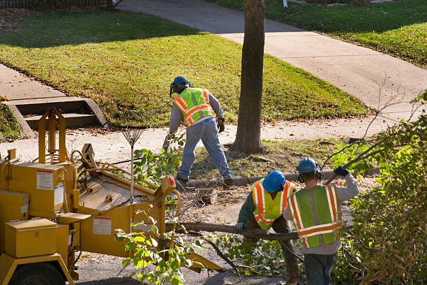 Best Tree Health Inspection  in Westminster, CA