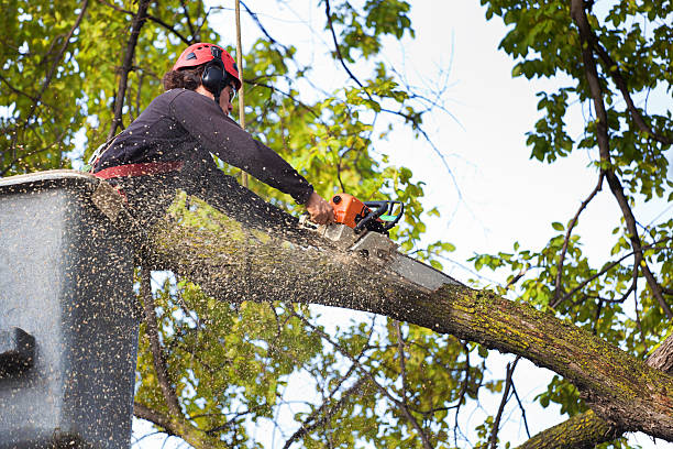 Best Tree Mulching  in Westminster, CA
