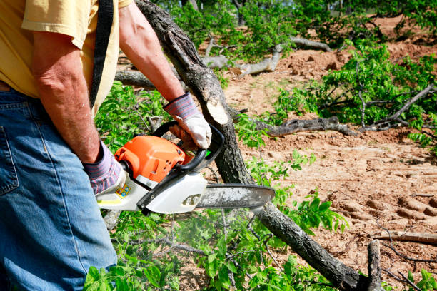 Best Tree Removal  in Westminster, CA